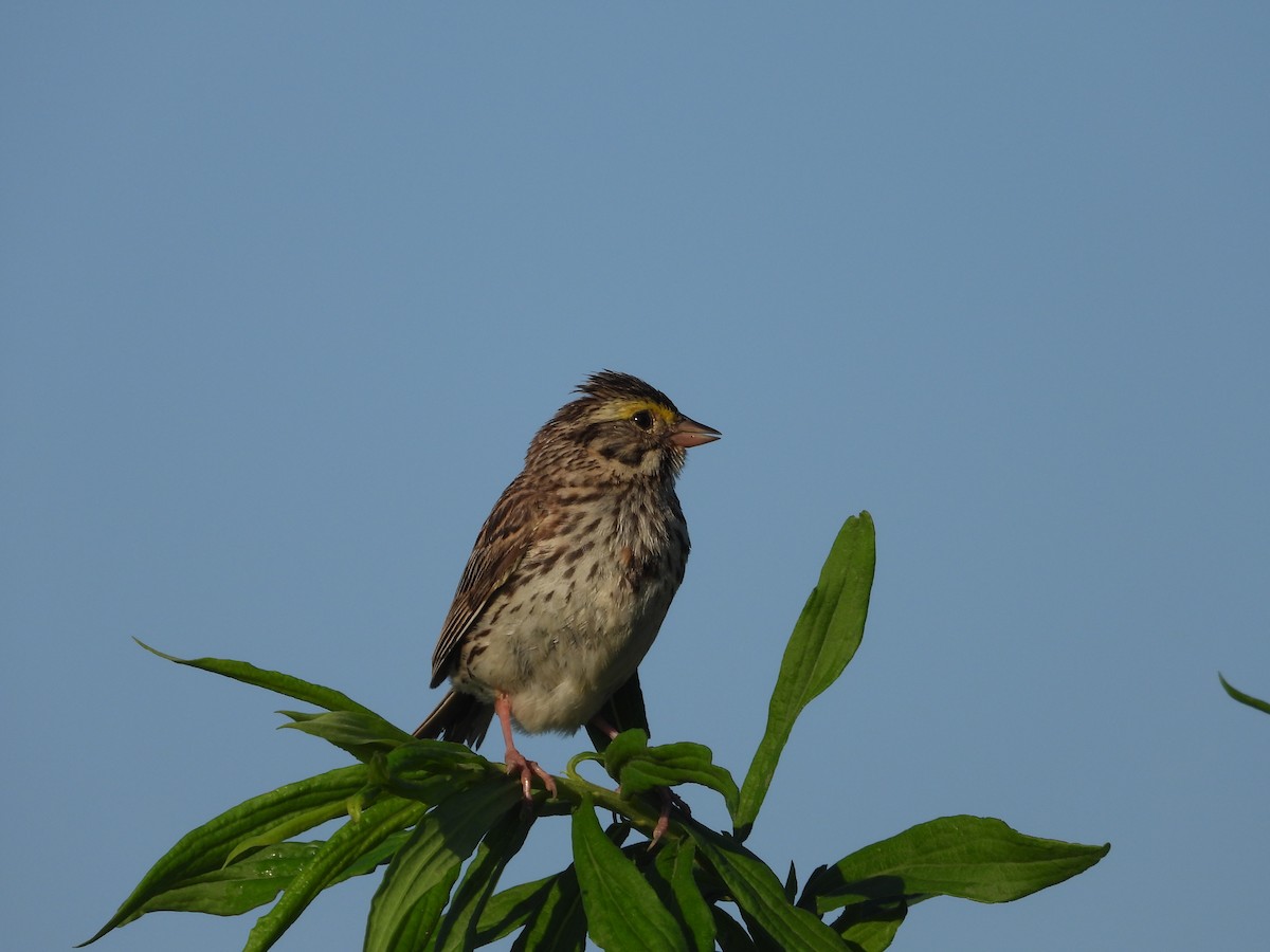 Savannah Sparrow - ML621229222