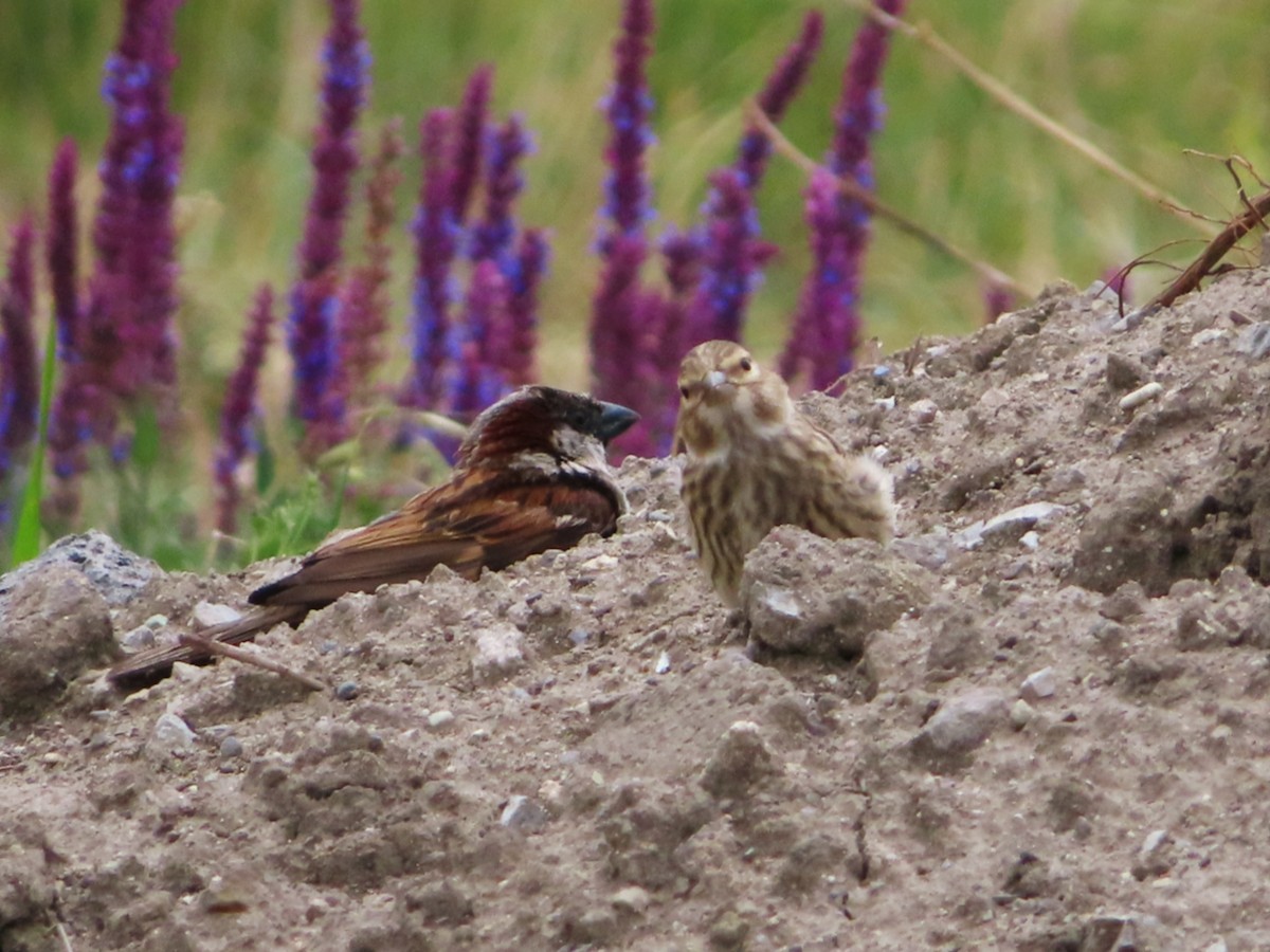 Eurasian Tree Sparrow - ML621229229