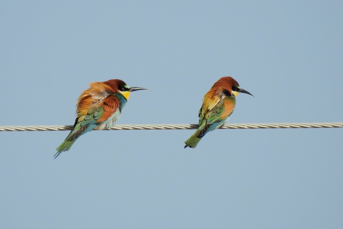 European Bee-eater - ML621229234