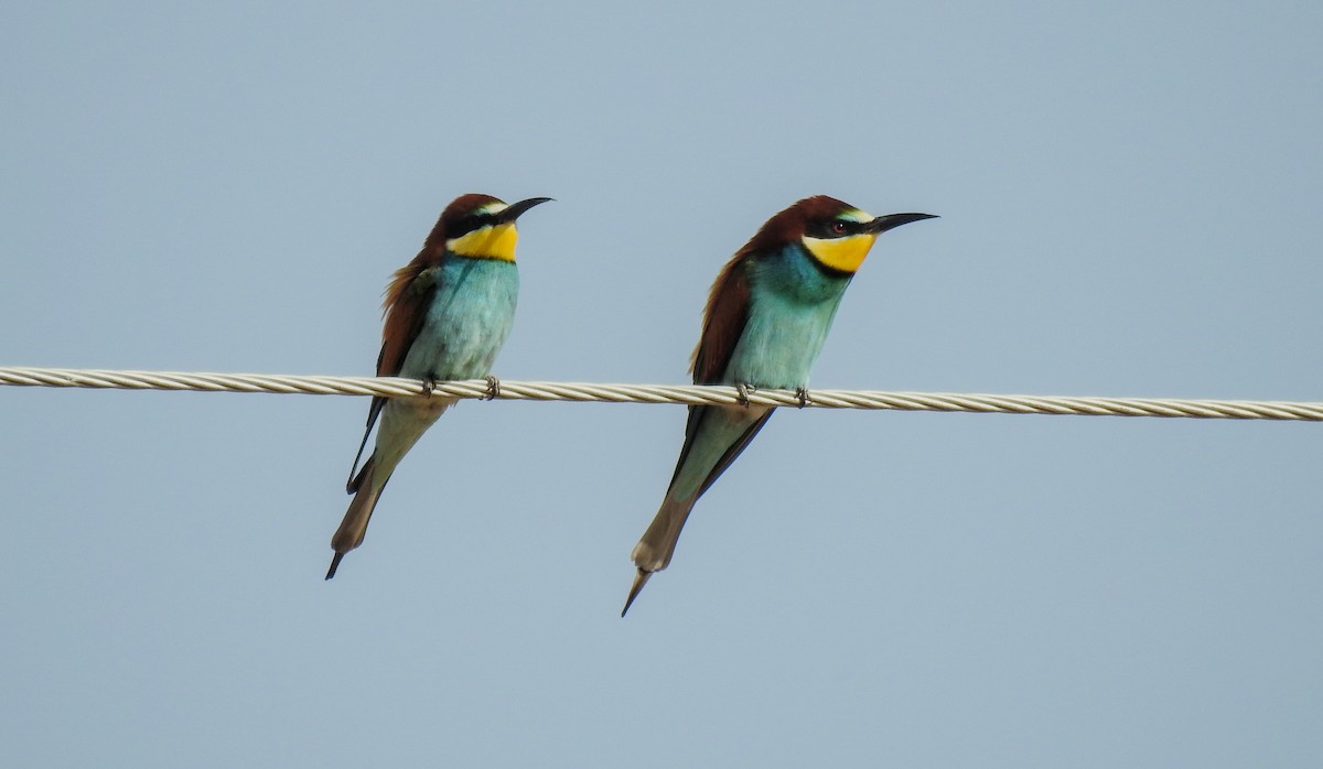 Шарга зөгийч - ML621229235