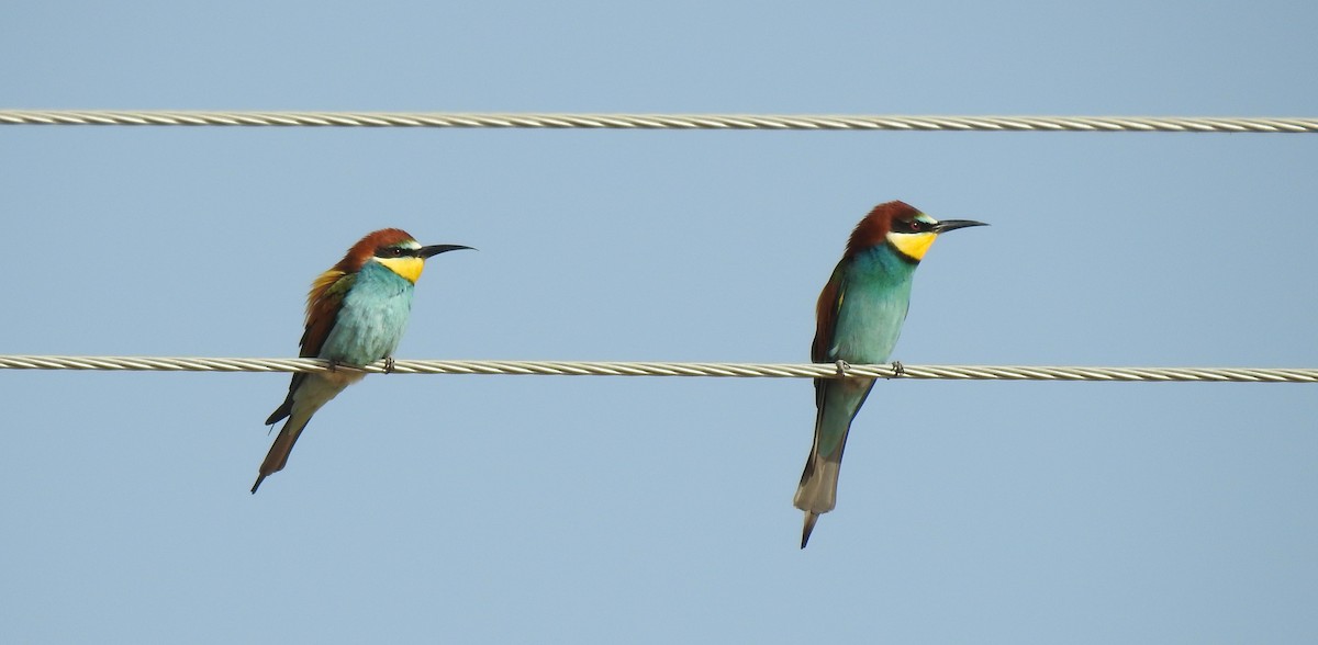 Шарга зөгийч - ML621229236