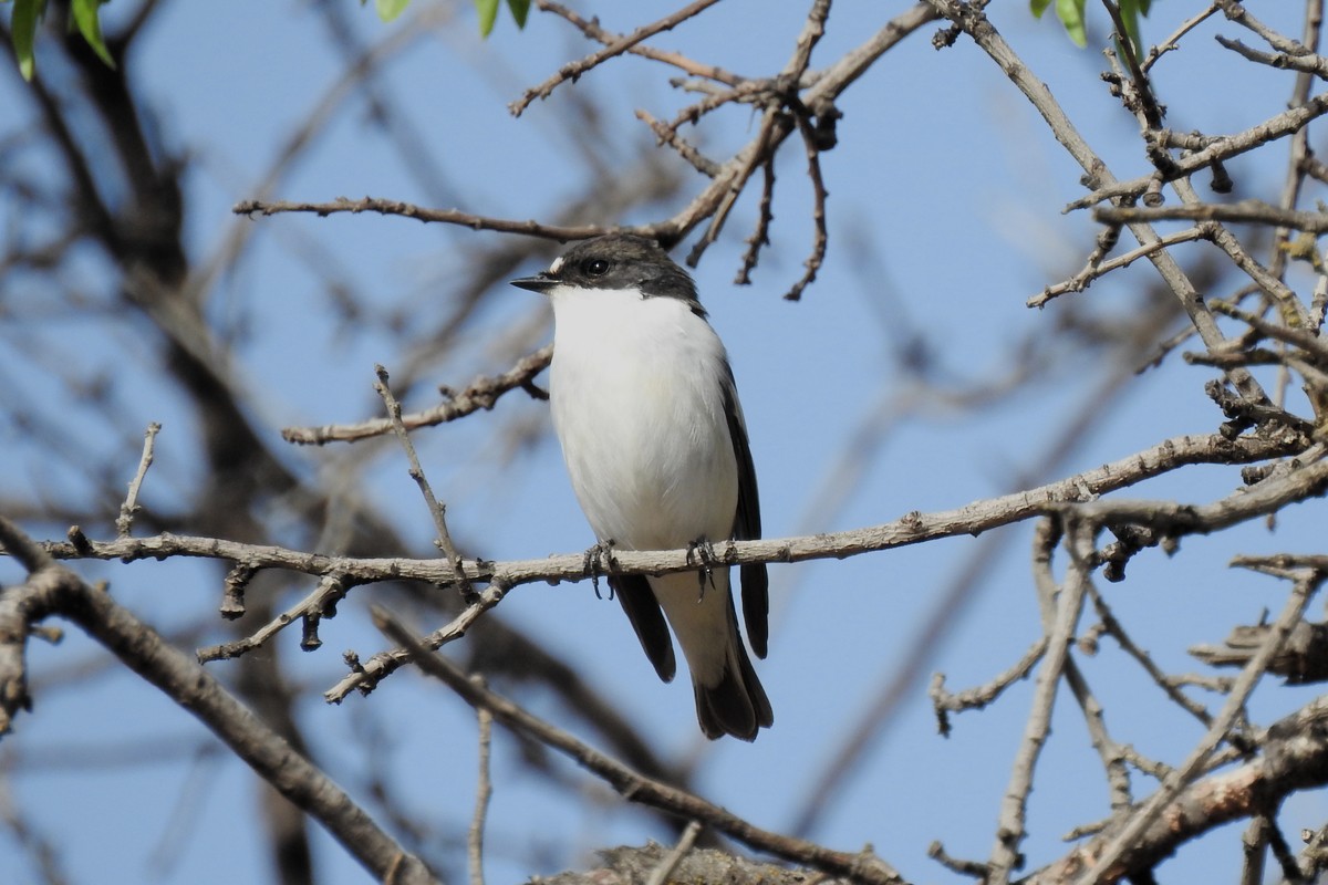 Алаг намнаа - ML621229241