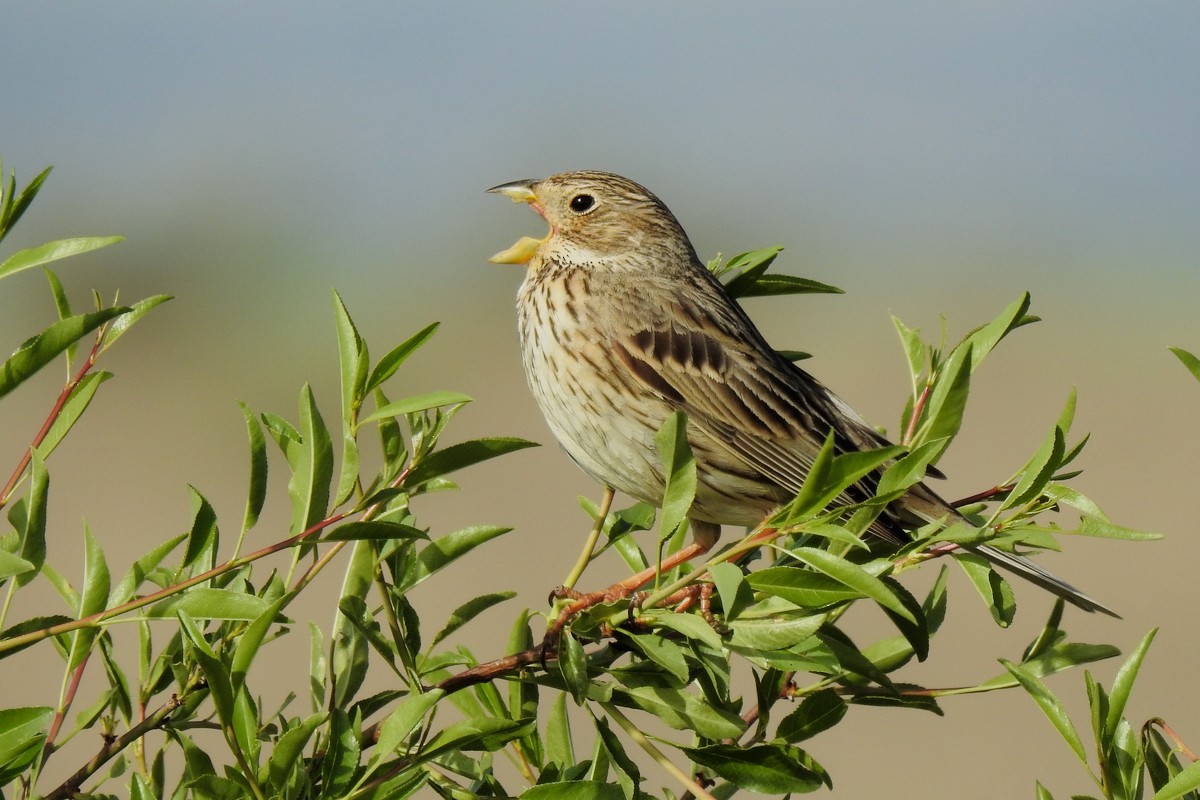 Corn Bunting - ML621229252