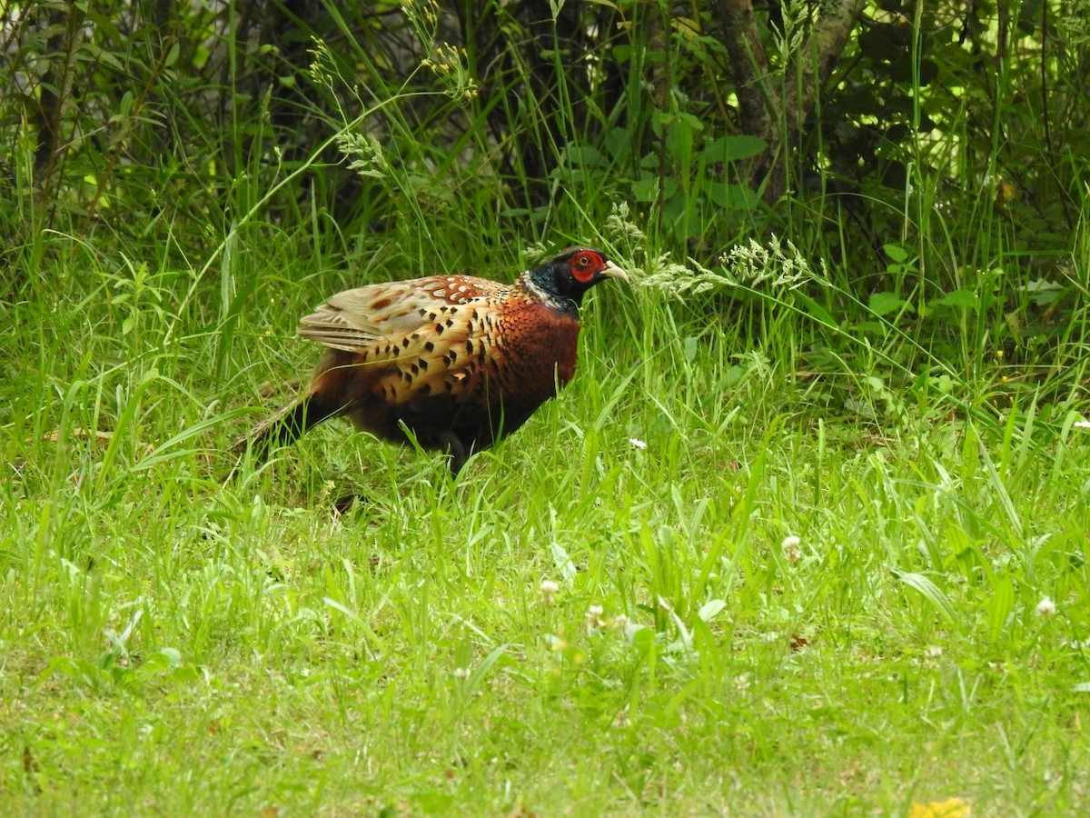 Ring-necked Pheasant - ML621229270