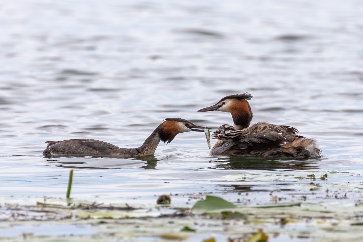 Great Crested Grebe - ML621229283