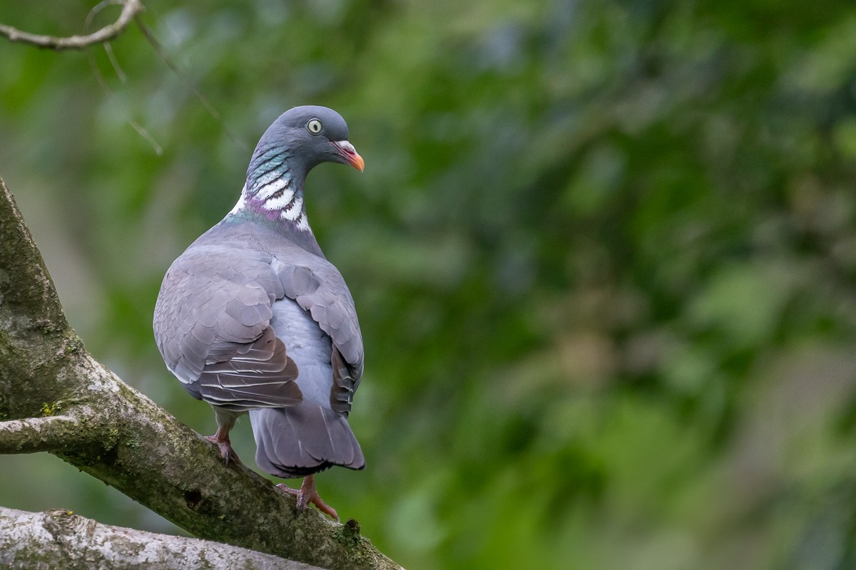 Common Wood-Pigeon - ML621229314