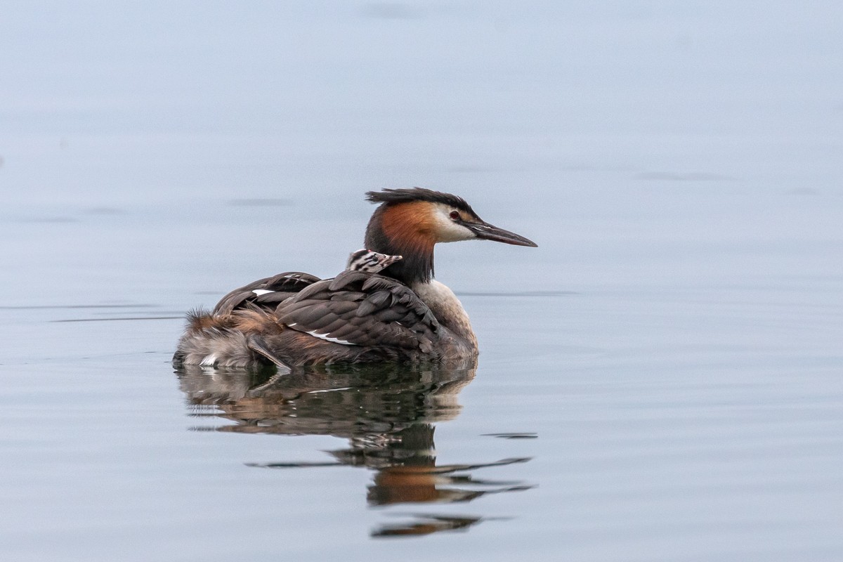 Great Crested Grebe - ML621229318