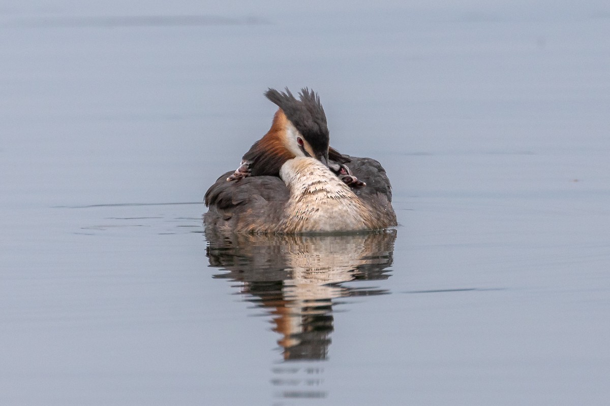 Great Crested Grebe - ML621229319