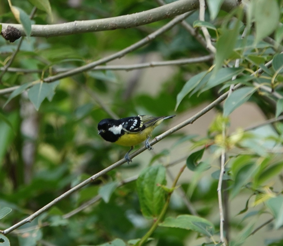 Yellow-bellied Tit - Nick Addey