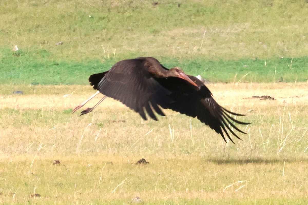 Black Stork - ML621229368