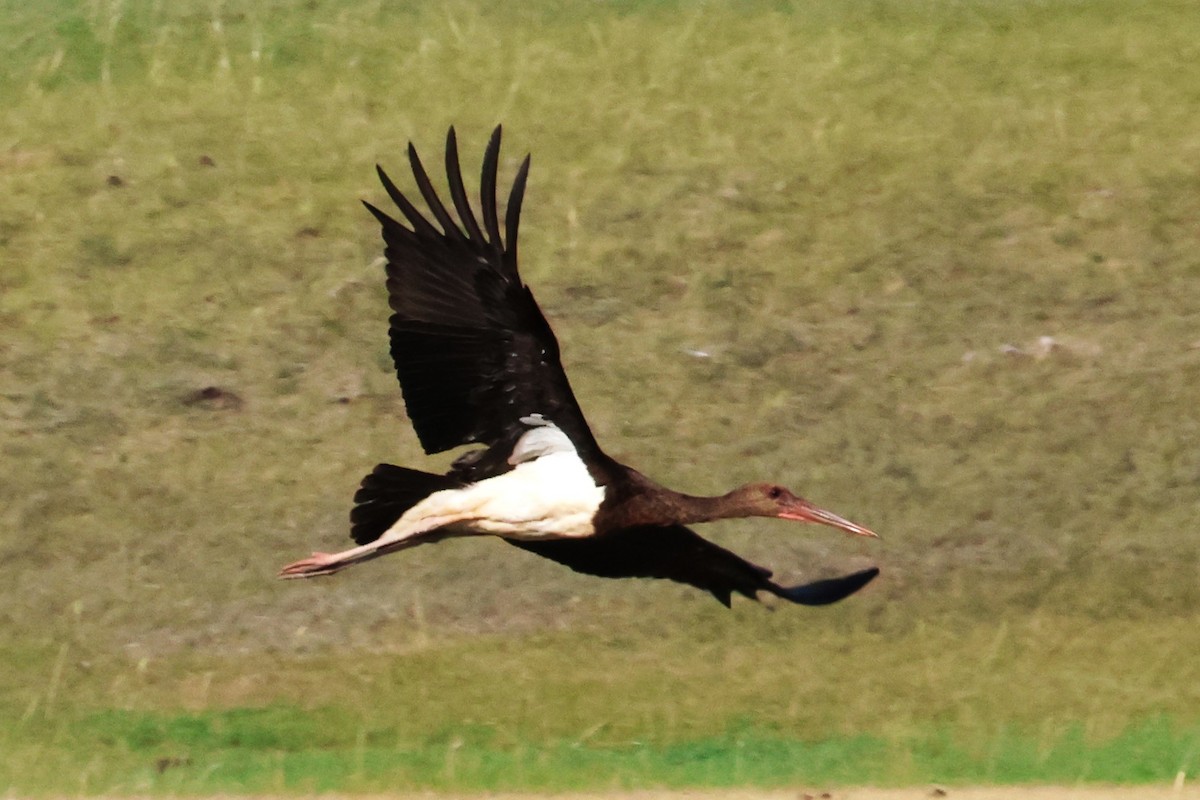 Black Stork - ML621229372