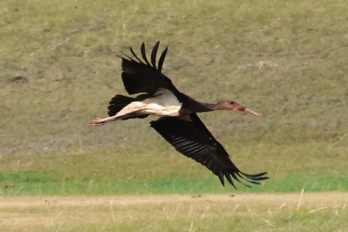 Black Stork - ML621229373