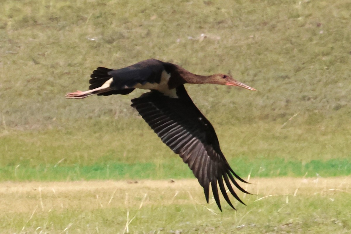 Black Stork - ML621229374