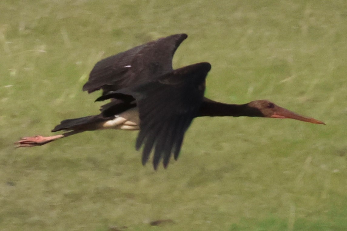 Black Stork - ML621229380