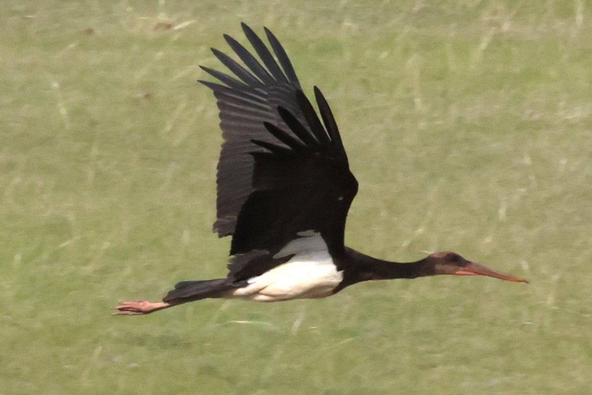 Black Stork - ML621229382