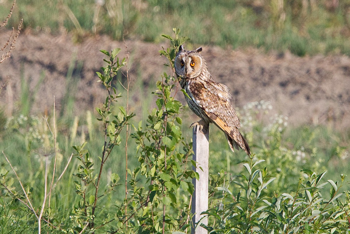 Long-eared Owl - ML621229441
