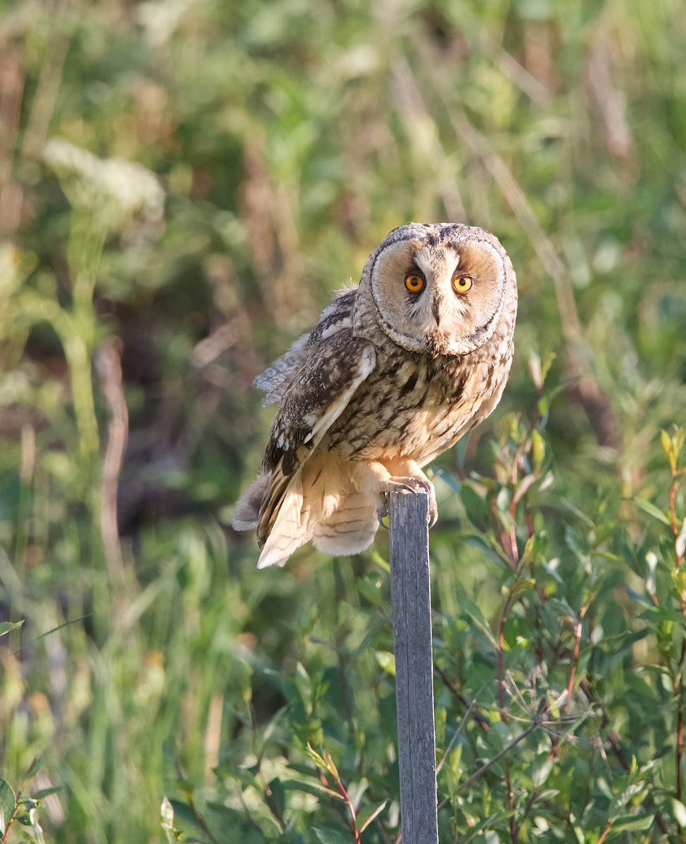 Long-eared Owl - ML621229445