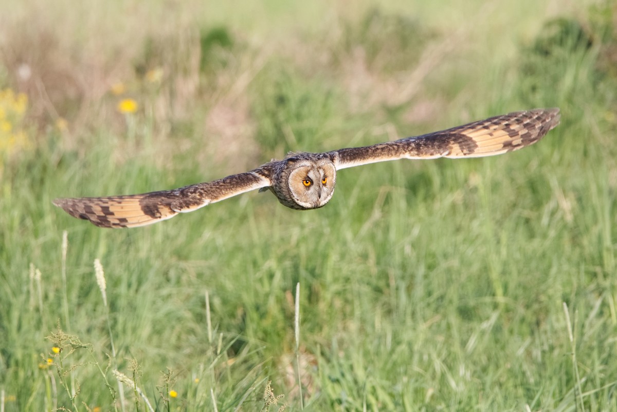 Long-eared Owl - ML621229446