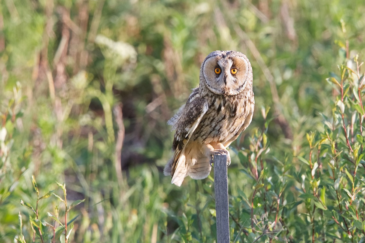 Long-eared Owl - ML621229447