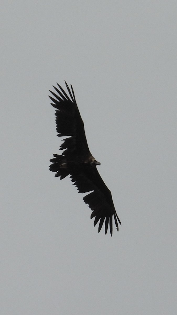 Cinereous Vulture - ML621229460