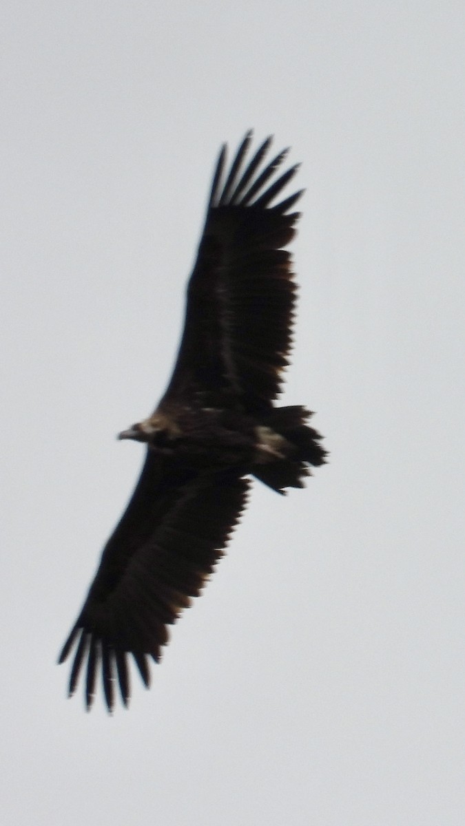 Cinereous Vulture - ML621229461