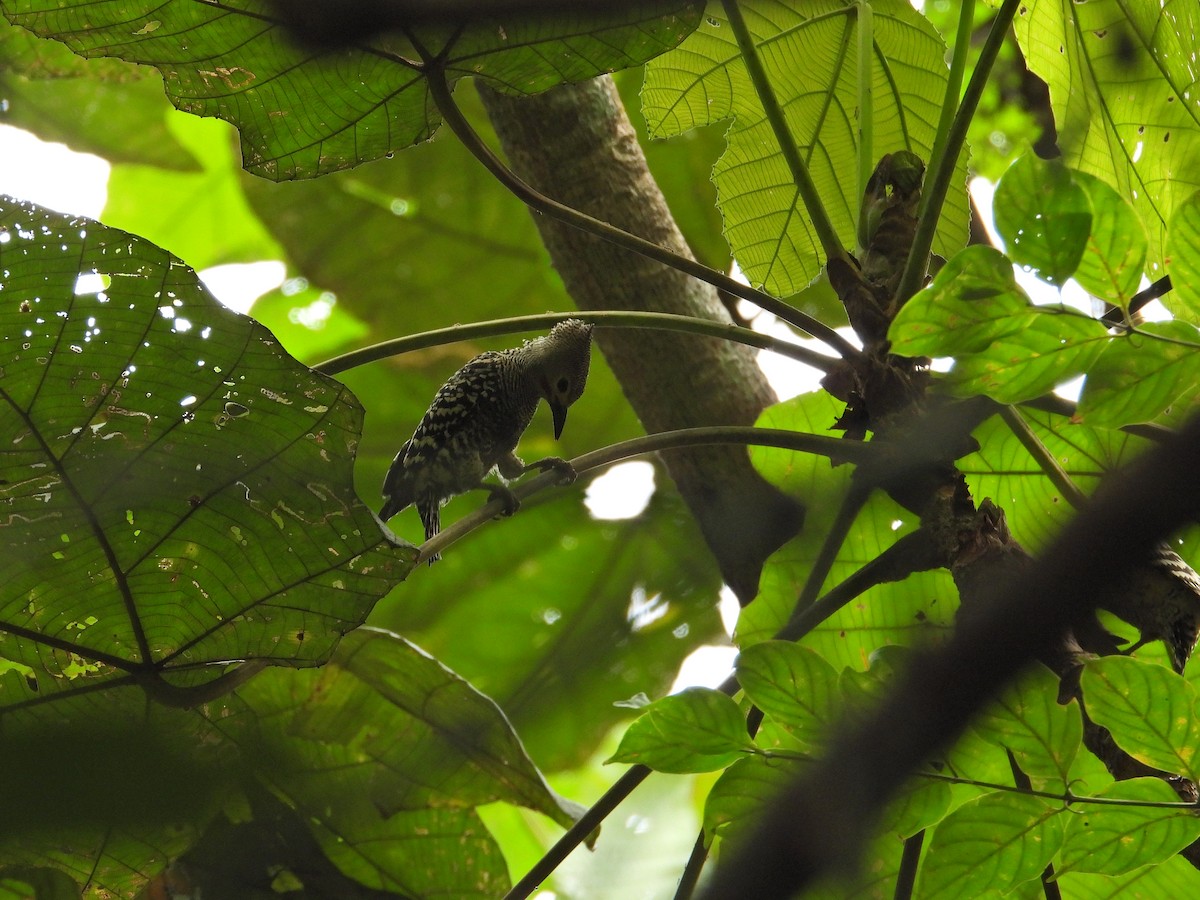 Buff-rumped Woodpecker - ML621229566