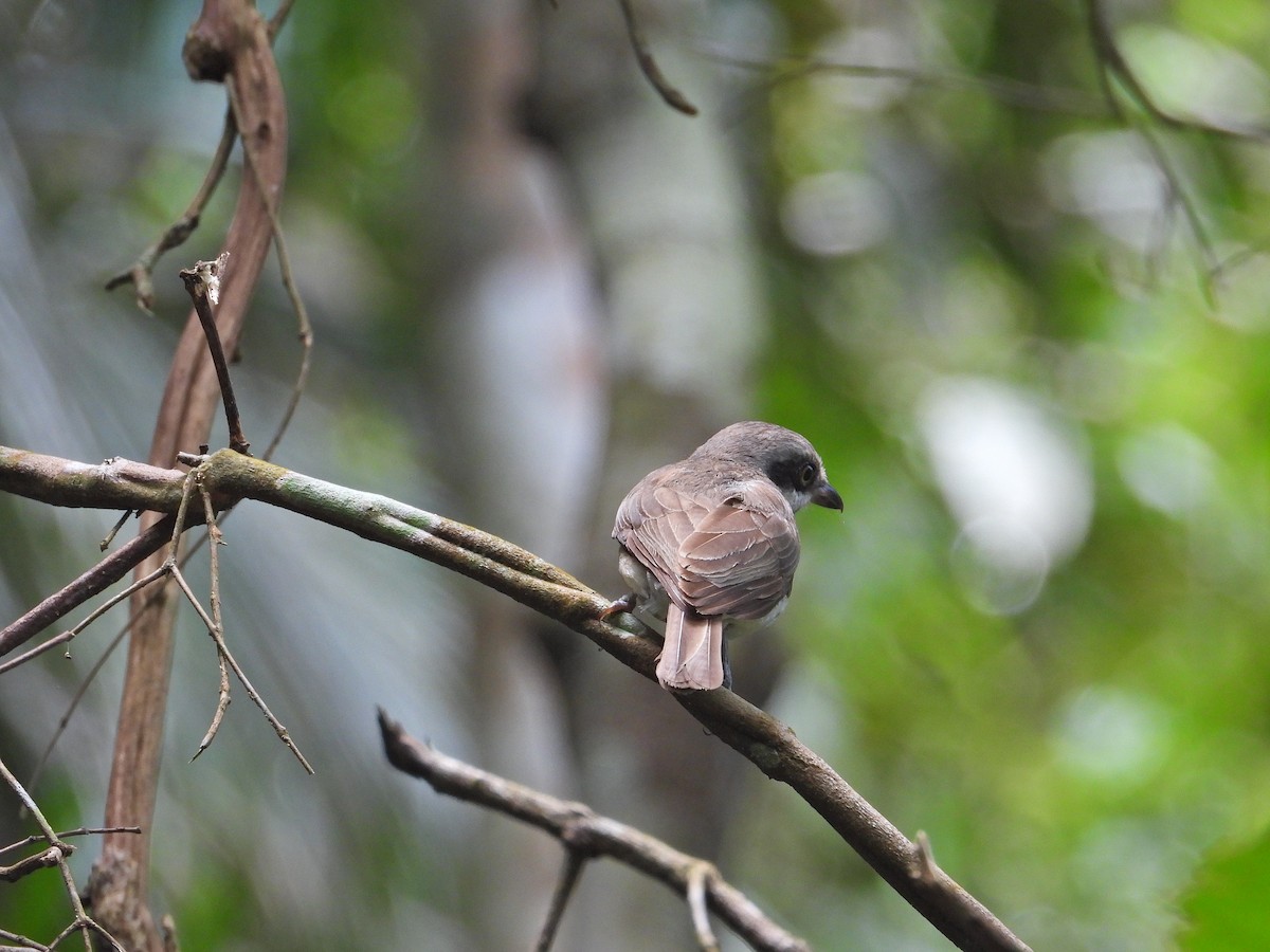 Large Woodshrike - ML621229600