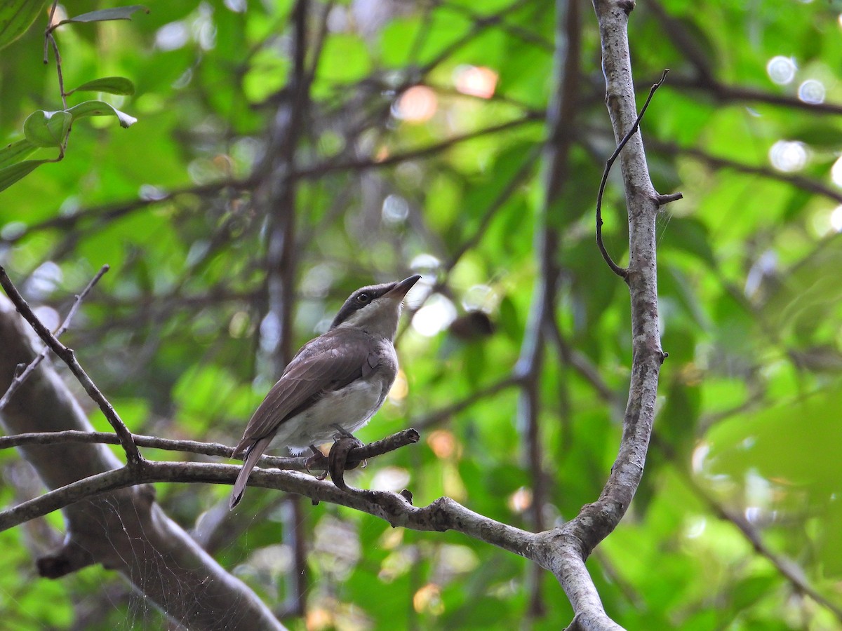 Large Woodshrike - ML621229613