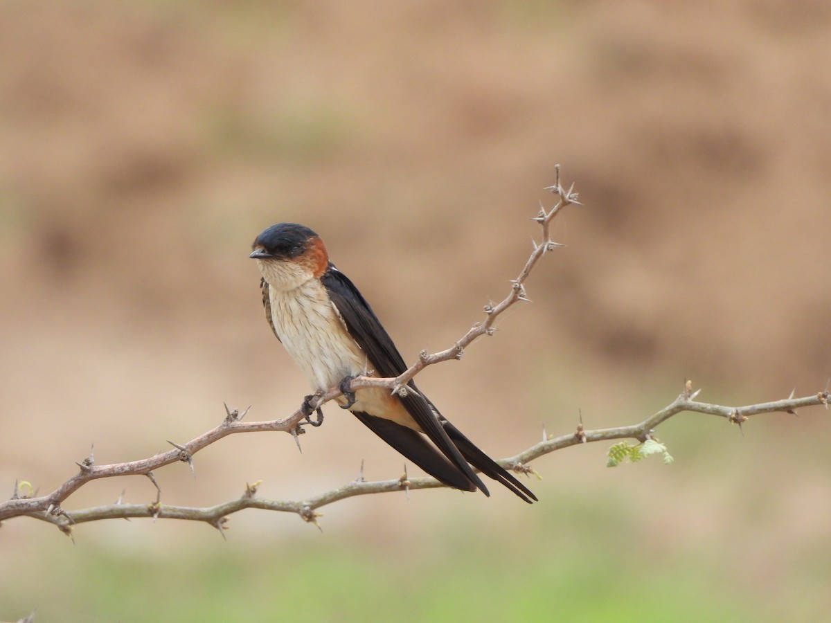 Red-rumped Swallow - ML621229639