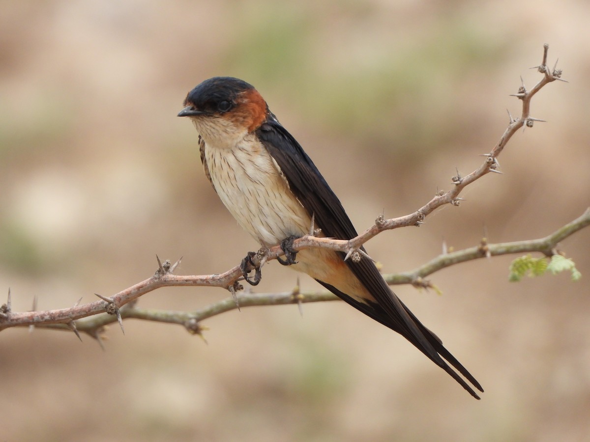 Red-rumped Swallow - ML621229640