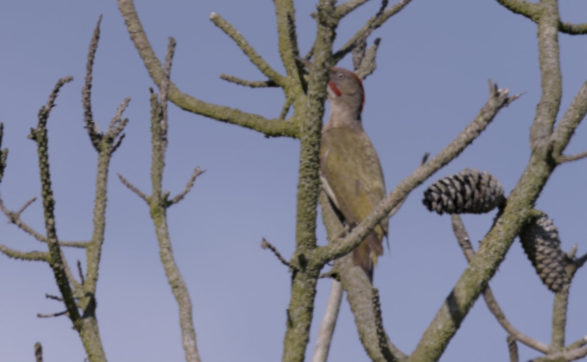 Iberian Green Woodpecker - ML621229642