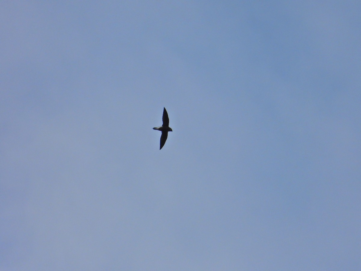 Brown-backed Needletail - ML621229650