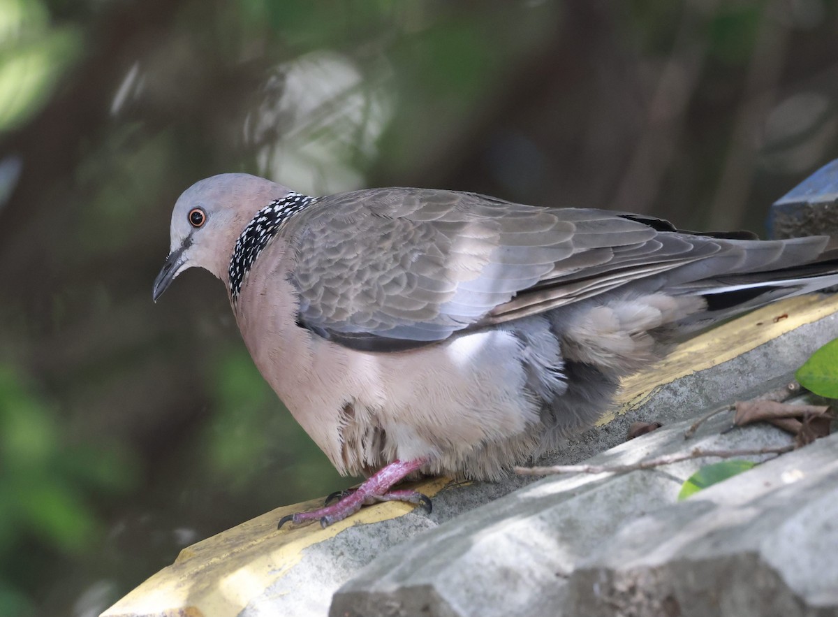 Spotted Dove - ML621229656