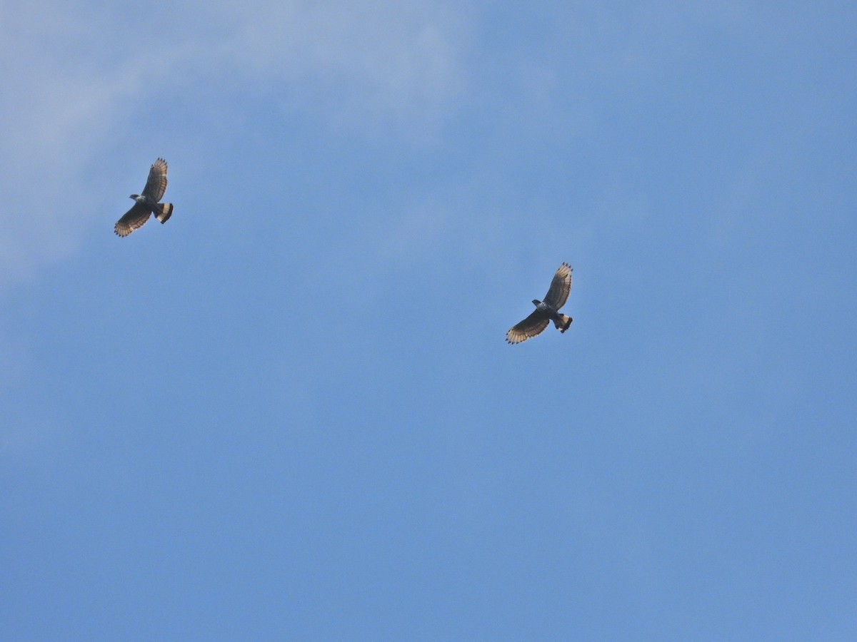 Blyth's Hawk-Eagle - Nick 6978