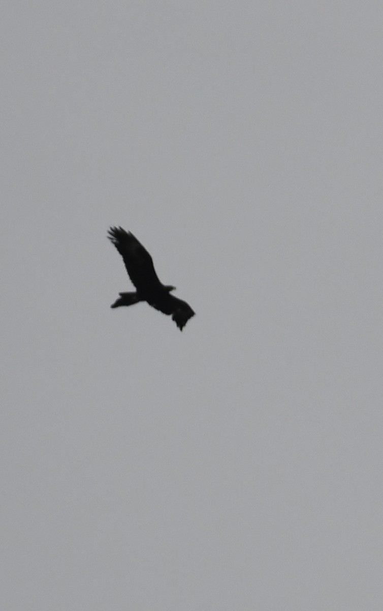 Wedge-tailed Eagle - ML621229684