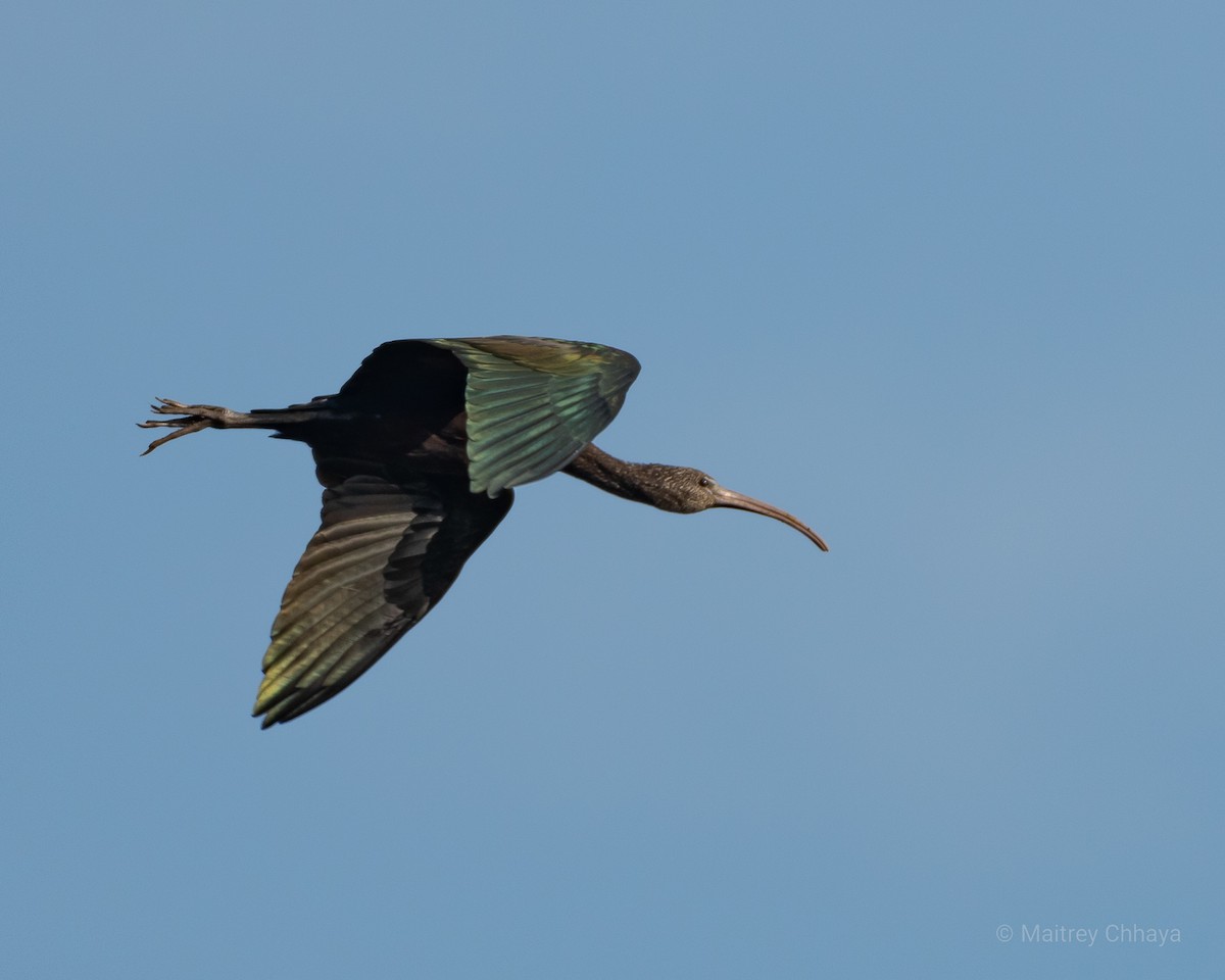 ibis hnědý - ML621229694