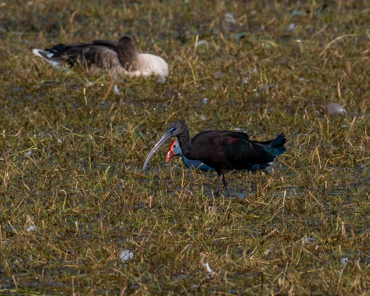 ibis hnědý - ML621229695