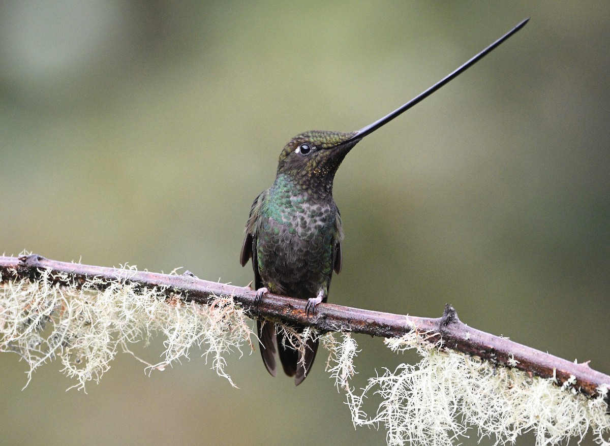 Sword-billed Hummingbird - ML621229723