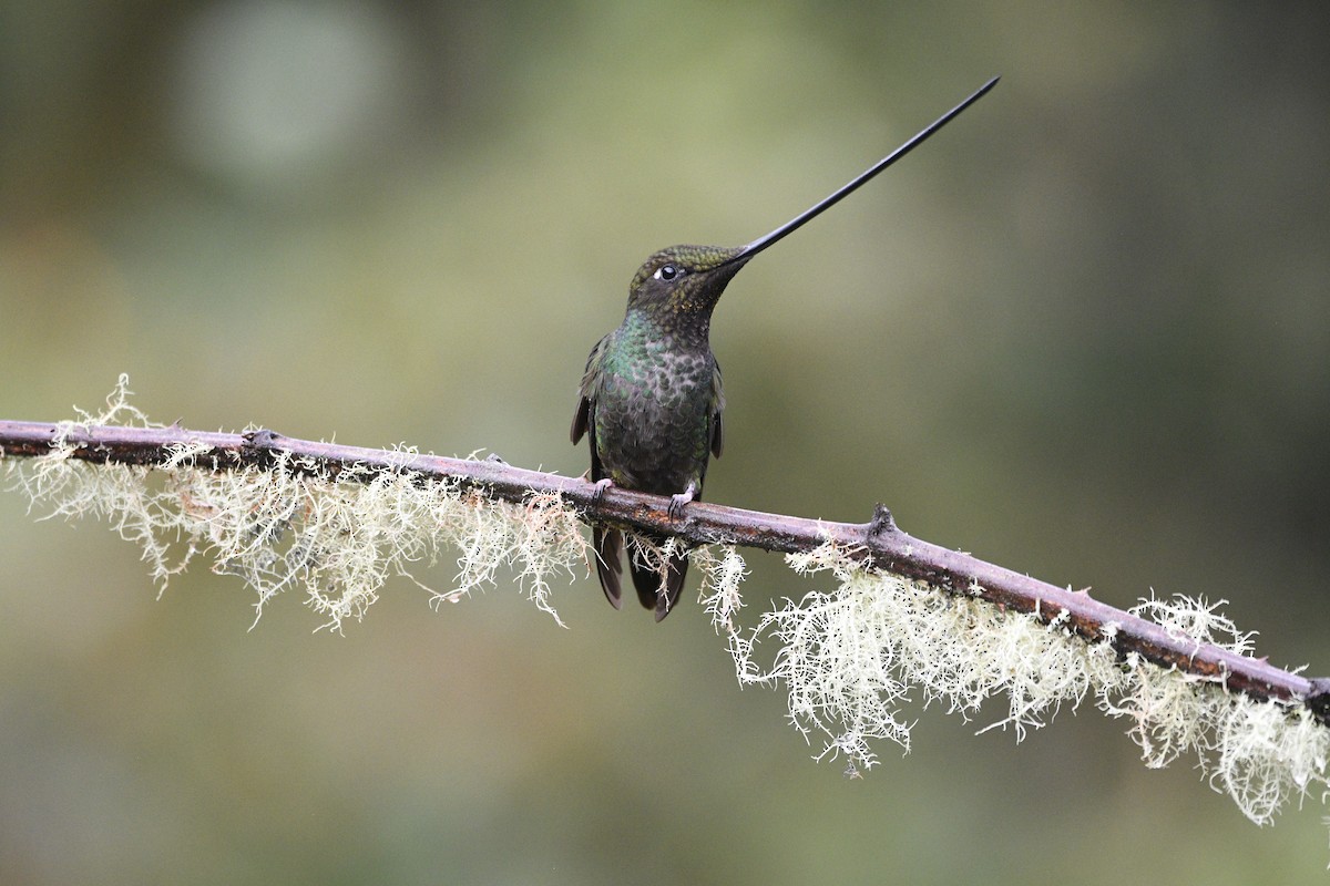 Sword-billed Hummingbird - ML621229724
