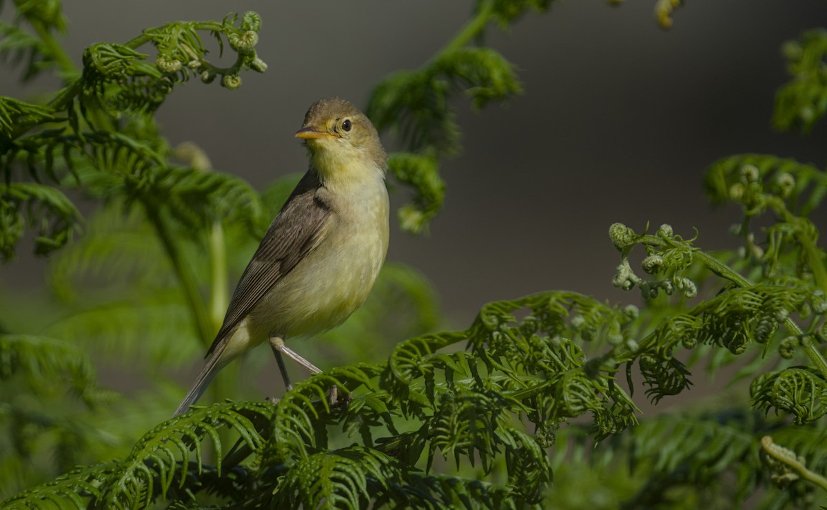 Melodious Warbler - ML621229732