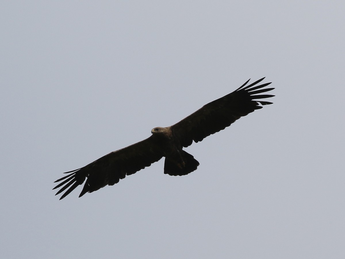 Lesser Spotted Eagle - ML621229741