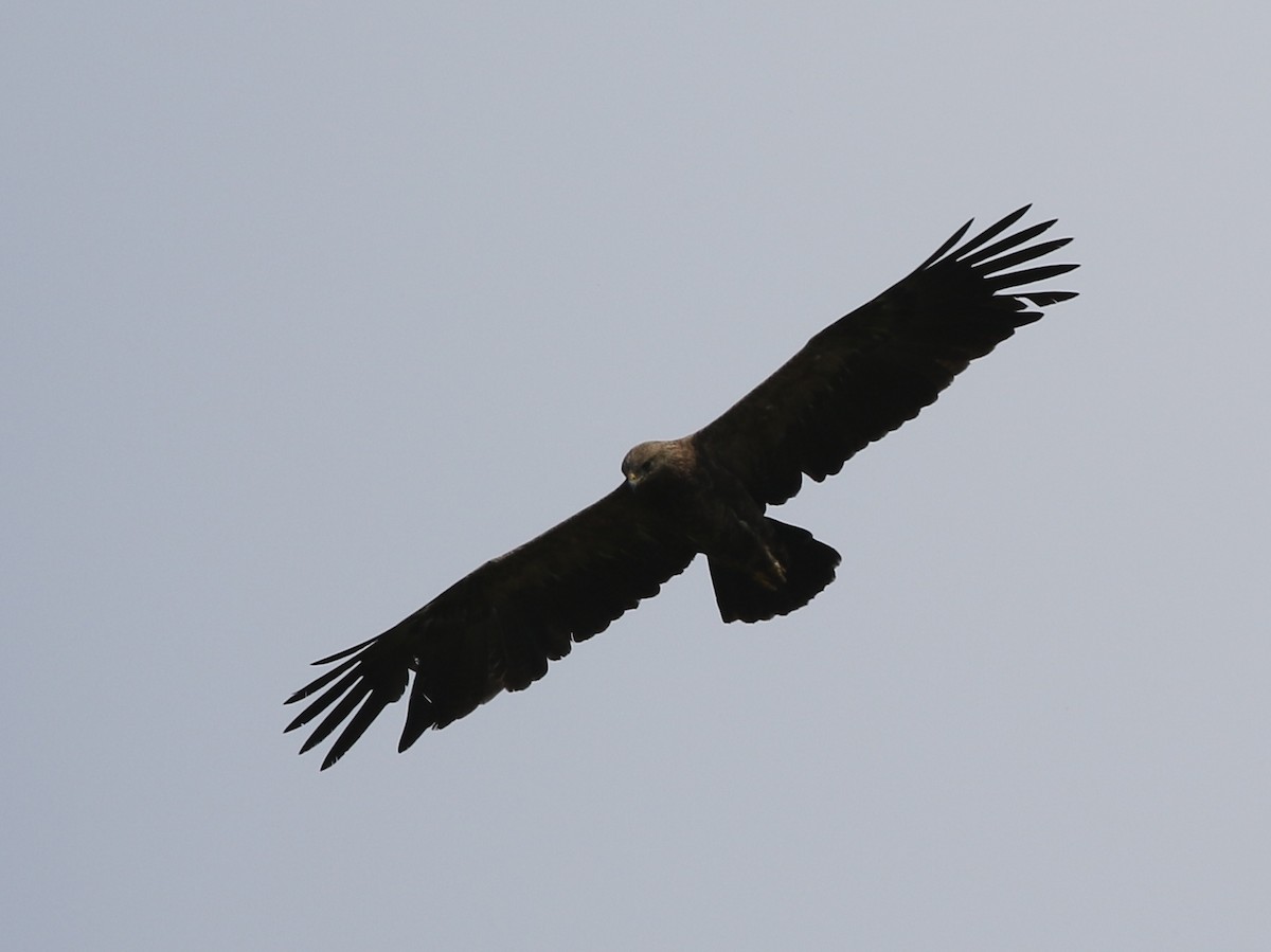 Lesser Spotted Eagle - ML621229742