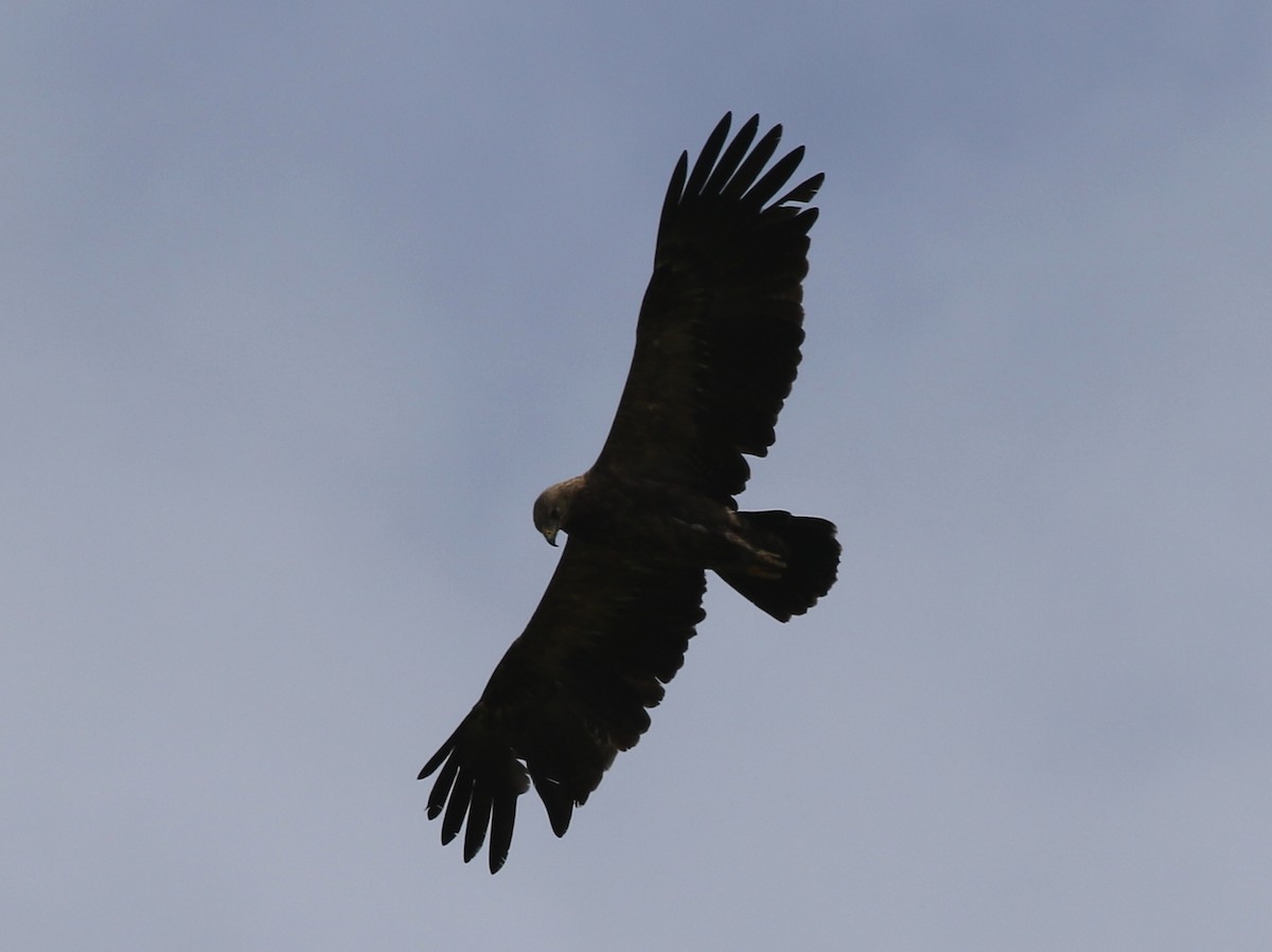 Lesser Spotted Eagle - ML621229743