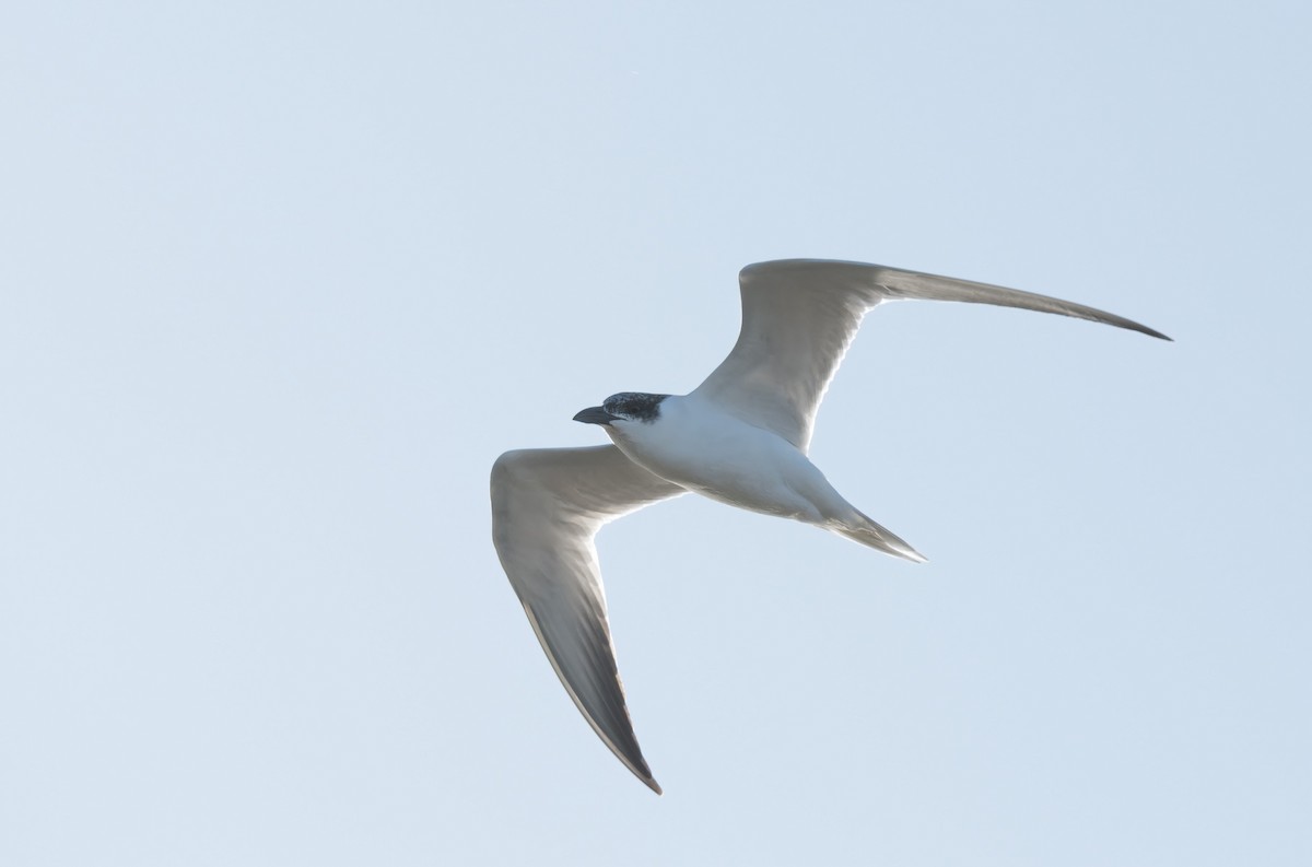 Australian Tern - ML621229778