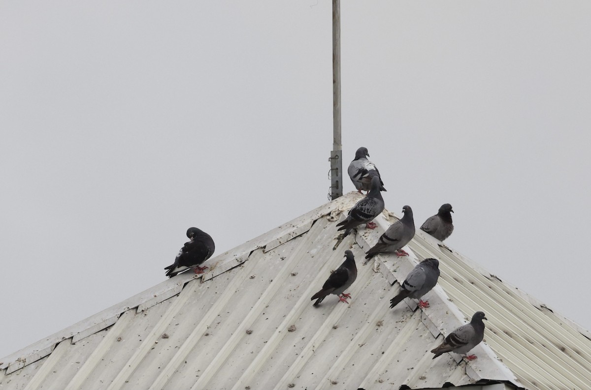 Rock Pigeon (Feral Pigeon) - ML621229785