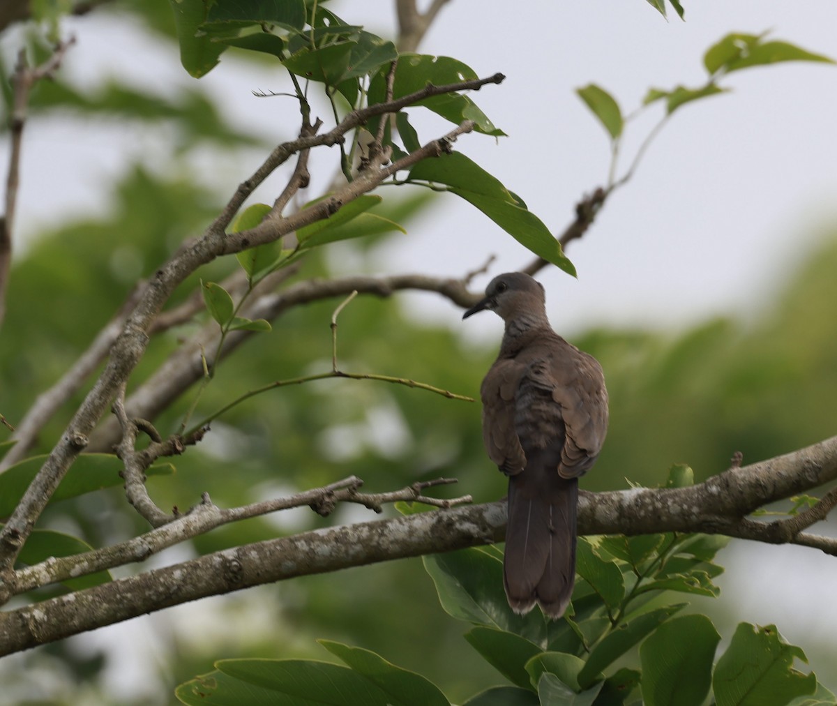 Red Collared-Dove - ML621229789