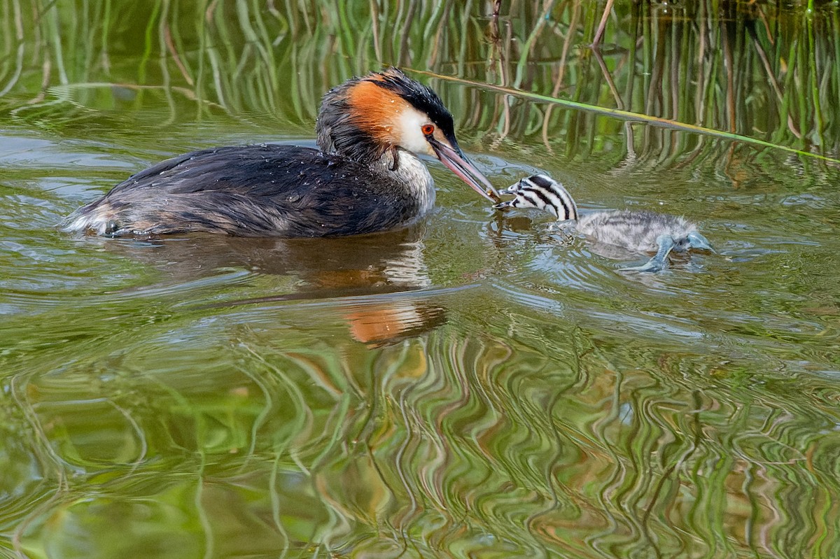 Great Crested Grebe - ML621229792