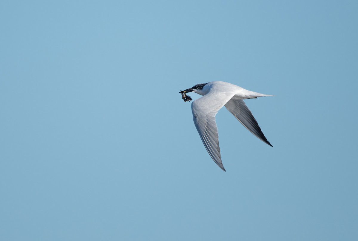 Australian Tern - ML621229838
