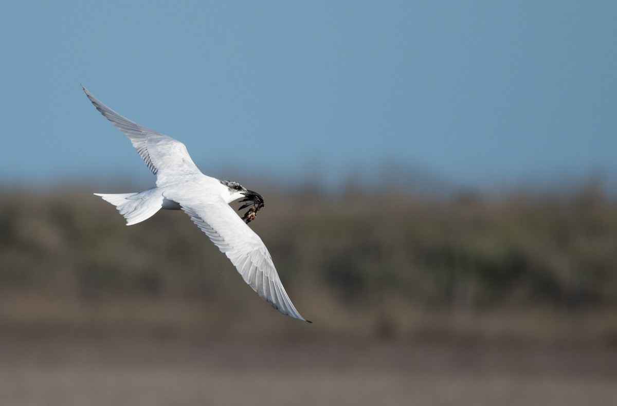 Australian Tern - ML621229839