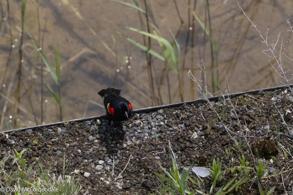 Red-winged Blackbird - ML621229886